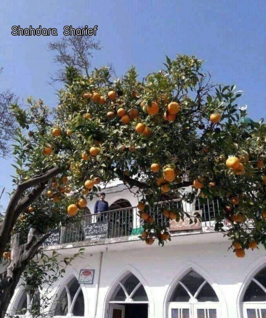 Orange Tree Shahdra Sharief